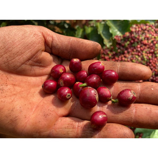 Cà phê Amarin Espresso Blend - pha máy