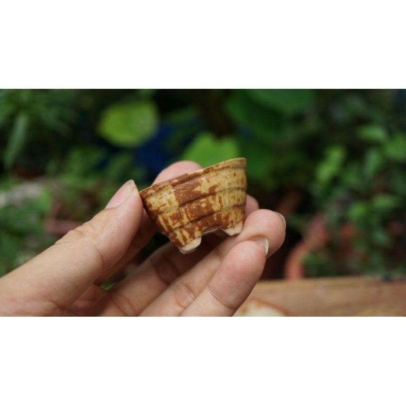 Chậu nhật sale