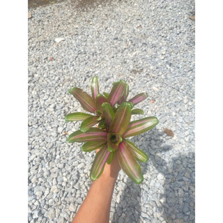 Dứa màu nam mỹ