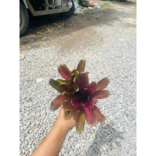 Dứa màu nam mỹ