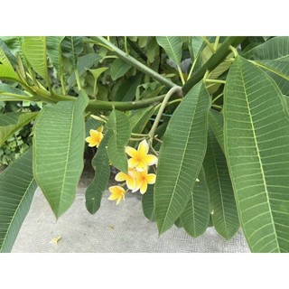 Cây 🌲 Sứ Đại  Vàng tranh Nhập Thái (hoa thơm)