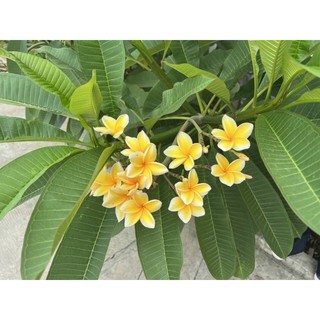 Sứ Đại nhập thái hoa thơm