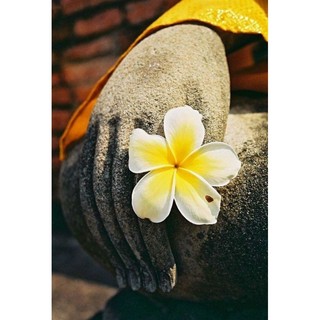 Cây 🌲 Sứ Đại  Vàng tranh Nhập Thái (hoa thơm)