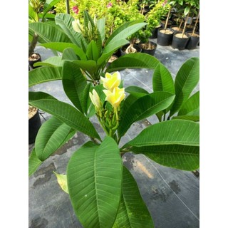 Cây 🌲 Sứ Đại  Vàng tranh Nhập Thái (hoa thơm)