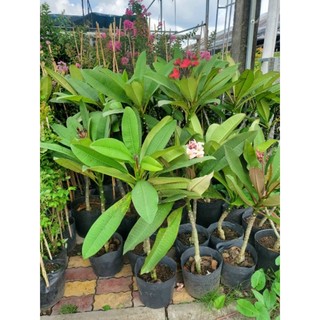 Sứ Đại nhập thái màu Hồng