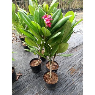 Sứ Đại nhập thái màu Hồng