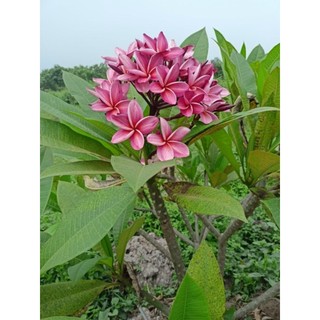 Sứ Đại nhập thái màu Hồng