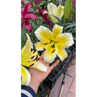 1 củ giống hoa ly cao thơm hà lan size 18 20