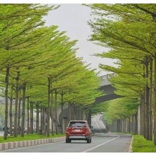 Cây giống bàng đài Loan