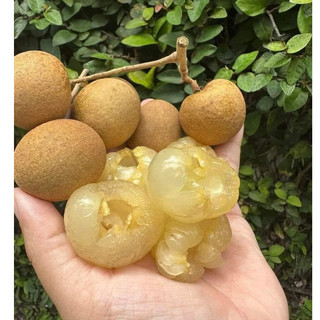 Nhãn bắp cải thanh nhãn ngọt trái cây vườn siêu tươi