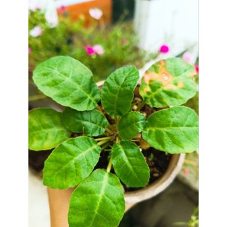 Cây xương rồng mặt trời nhỏ lá tròn
