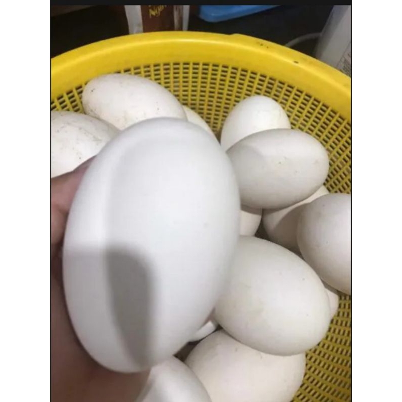 1 QUẢ TRỨNG NGỖNG QUÊ SẠCH
