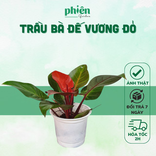Cây trầu bà đế vương đỏ mini, cây kèm chậu gốm để bàn