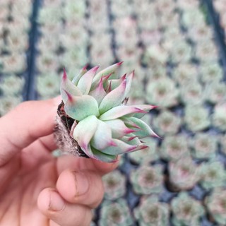 Sale+ Sen Đá Móng Đỏ Siêu Đẹp.😍