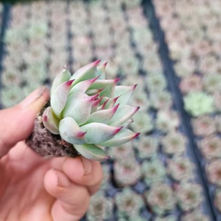 Sale+ Sen Đá Móng Đỏ Siêu Đẹp.😍