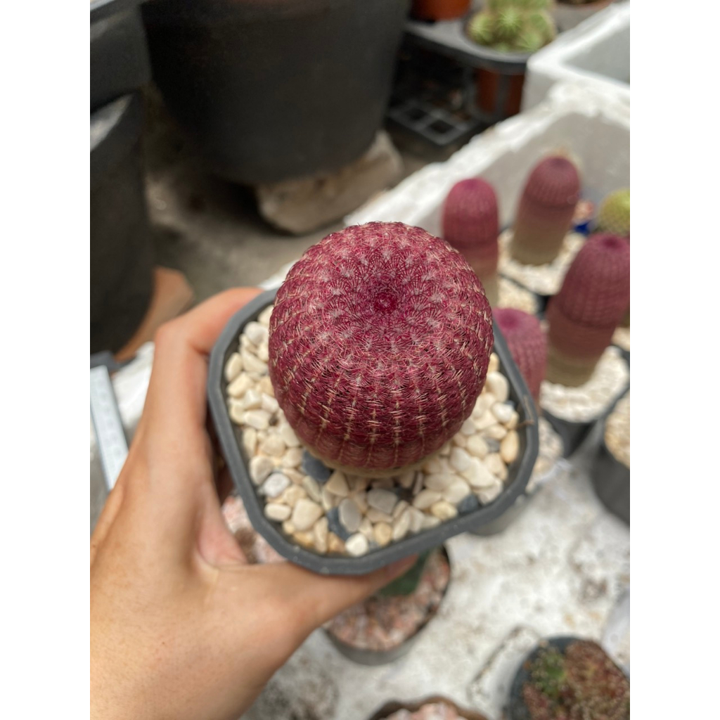 Xương Rồng Cầu Vòng gieo hạt Thái Lan , có đủ các size chiều cao từ 5-13cm. Vui lòng IB để được chọn cây như ý.