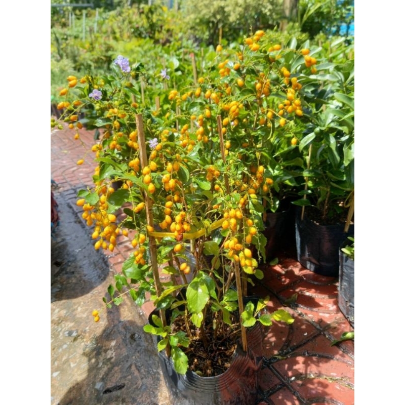 Chuỗi ngọc siêu trái