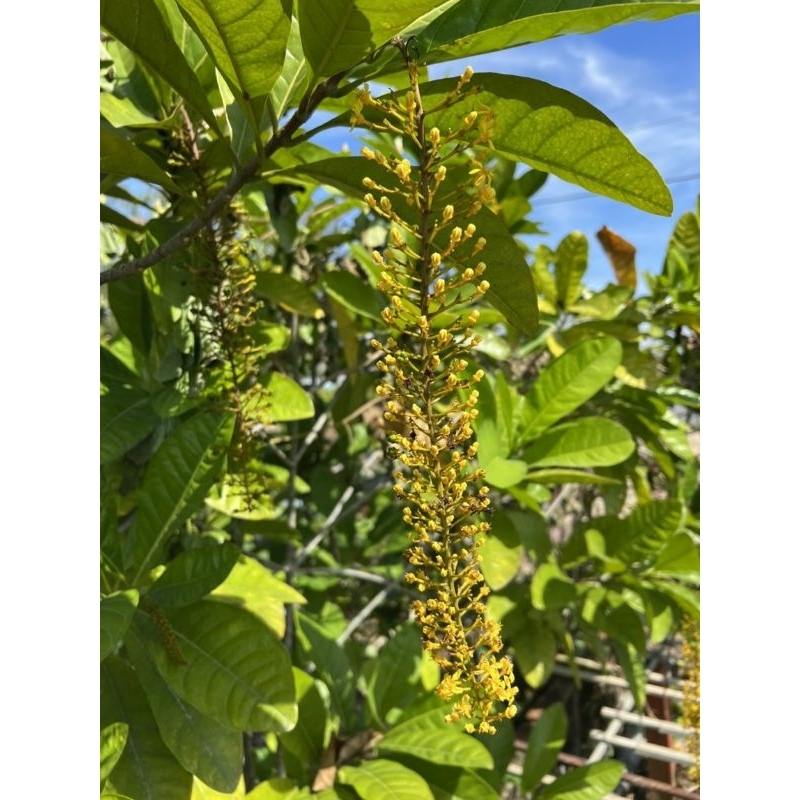 Lộc Vừng hoa vàng thái