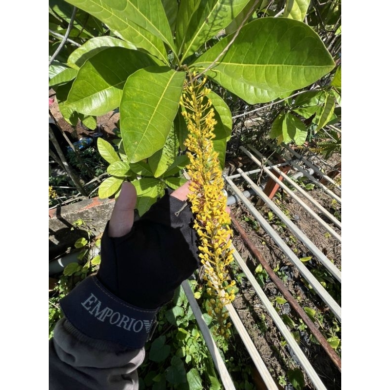 Lộc Vừng hoa vàng thái