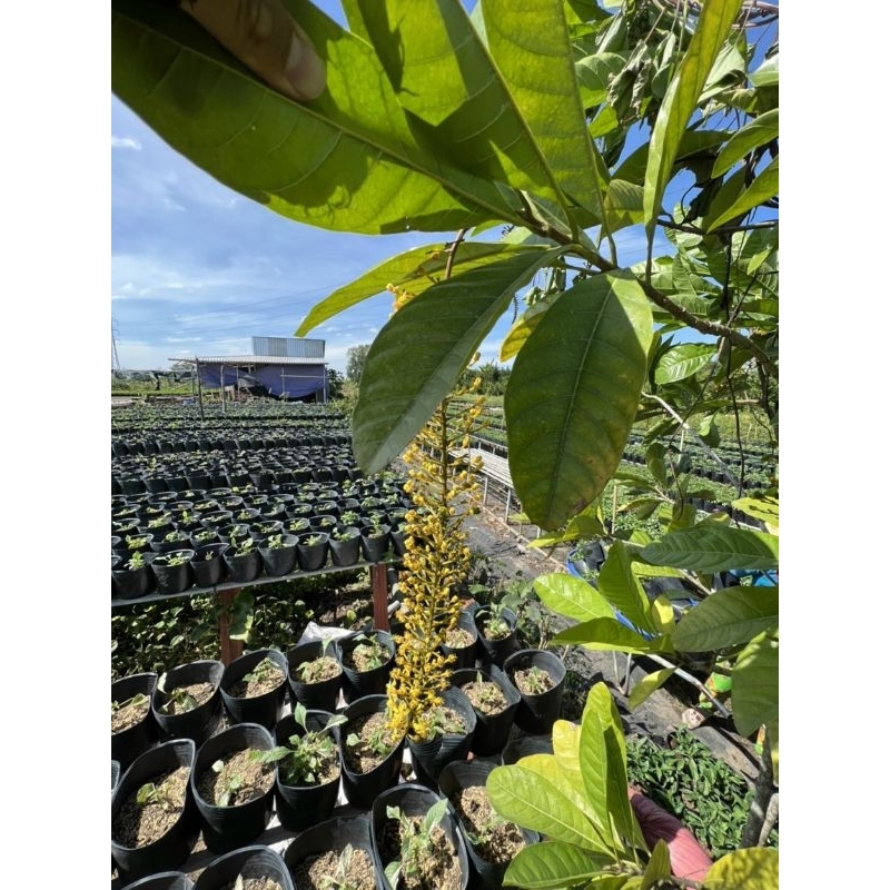 Lộc Vừng hoa vàng thái