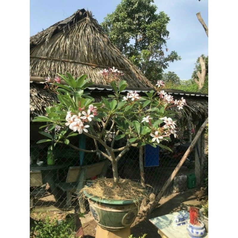Cây 🌲 Sứ Đại Trắng phớt hồng Nhập Indo