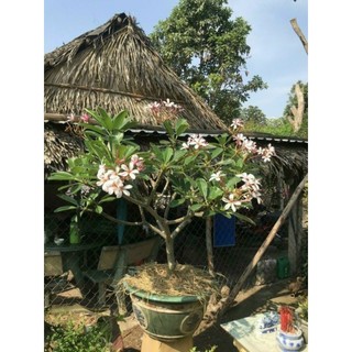 Cây sứ đại nhập thái