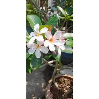 Cây 🌲 Sứ Đại Trắng phớt hồng Nhập Indo