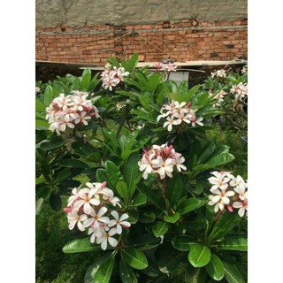 Cây 🌲 Sứ Đại Trắng phớt hồng Nhập Indo