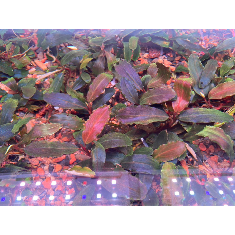 Mạch Đèn Led 6in1 SMD 5054 Bể Cá Bản Vá Sóng RRRGBW + UV