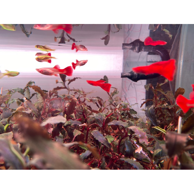 Mạch Đèn Led 6in1 SMD 5054 Bể Cá Bản Vá Sóng RRRGBW + UV