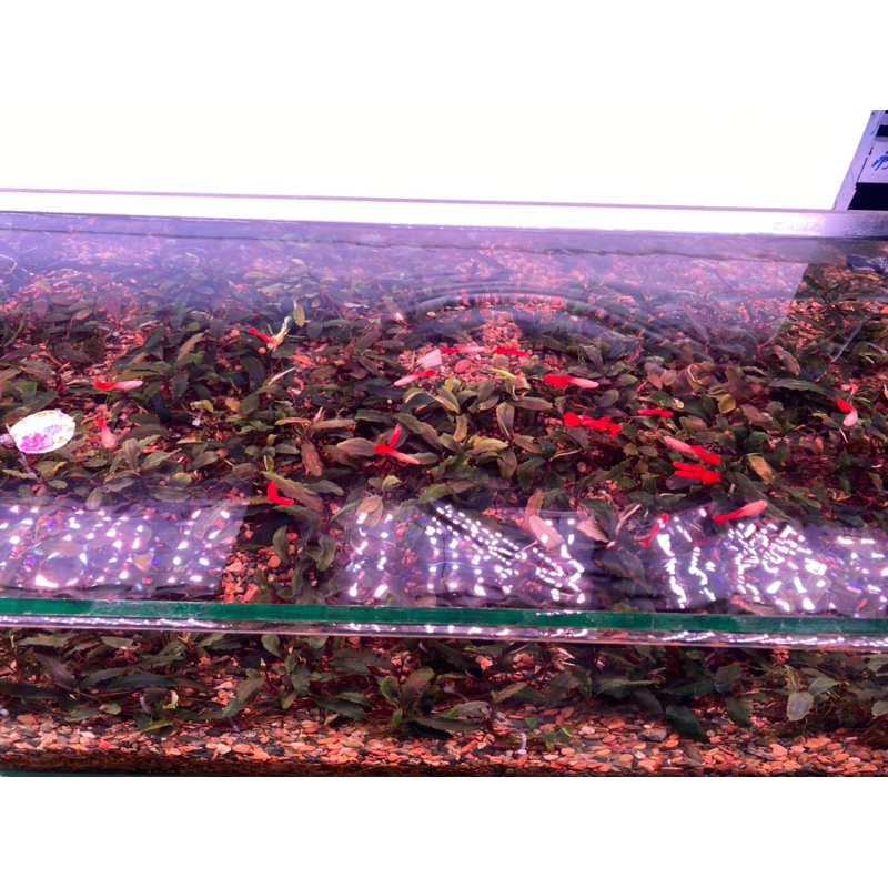 Mạch Đèn Led 6in1 SMD 5054 Bể Cá Bản Vá Sóng RRRGBW + UV