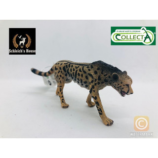 Mô hình động vật , đồ chơi con vật CollectA chính hãng Báo săn ( King cheetah ) 88608 - Schleich House