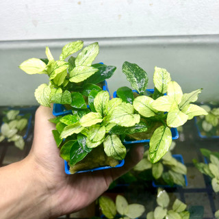 Cây ráy Nana Petite - Ráy Pinto thủy sinh cốc to siêu đẹp