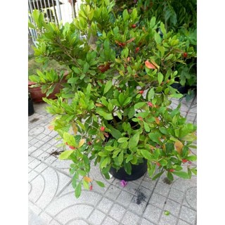 Cây Thần Kỳ đang trái