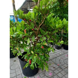 Cây 🌲 Thần Kỳ đang trái