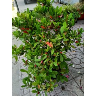 Cây 🌲 Thần Kỳ đang trái