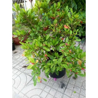 Cây 🌲 Thần Kỳ đang trái