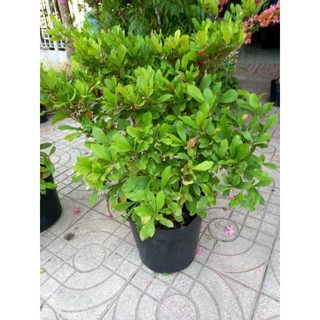 Cây 🌲 Thần Kỳ đang trái