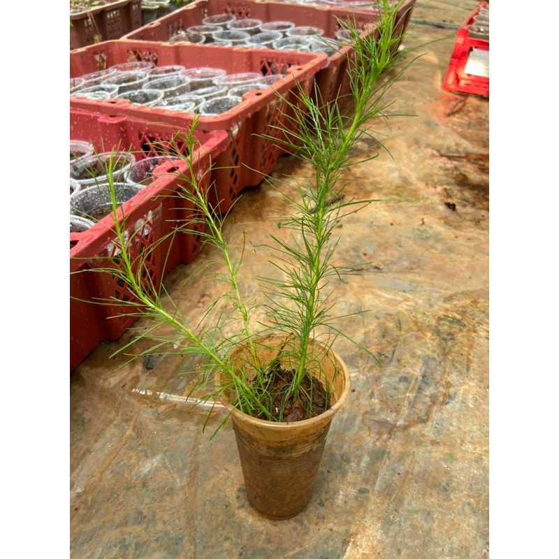 Cây giống thì là thân gỗ