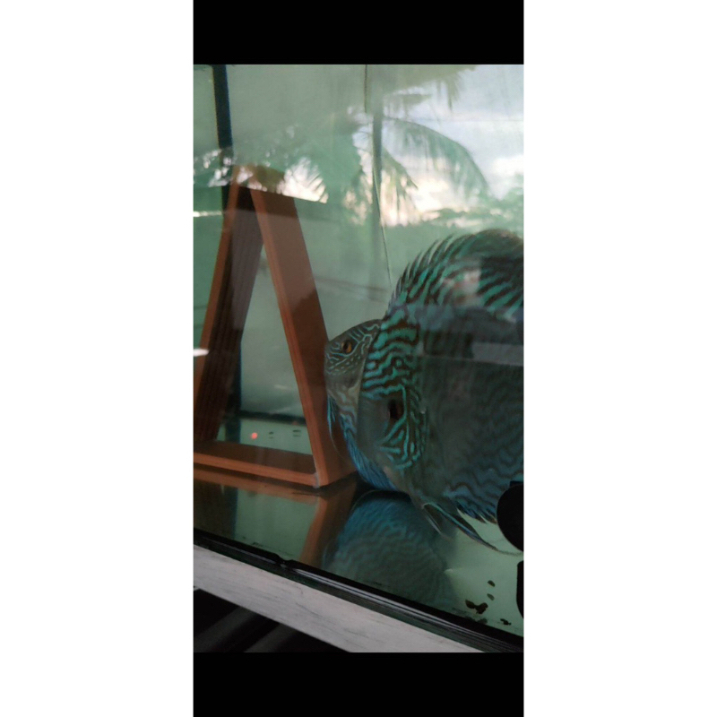 Giá thể đẻ cho cá dĩa/ cá đĩa/ cá thần tiên và các loại cá cảnh