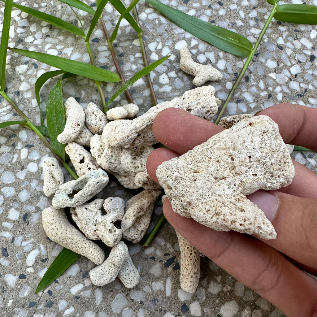 San hô vụn lọc nước cá cảnh thủy sinh