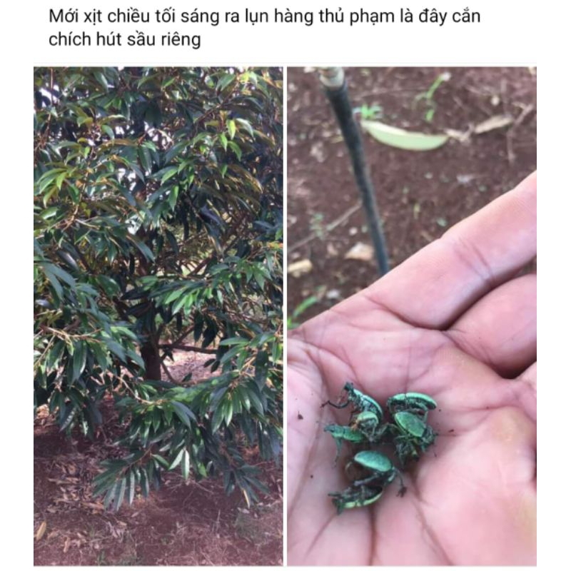 Rầy xanh Deco Acepat 95SG hàng loại 1 chuẩn Cam