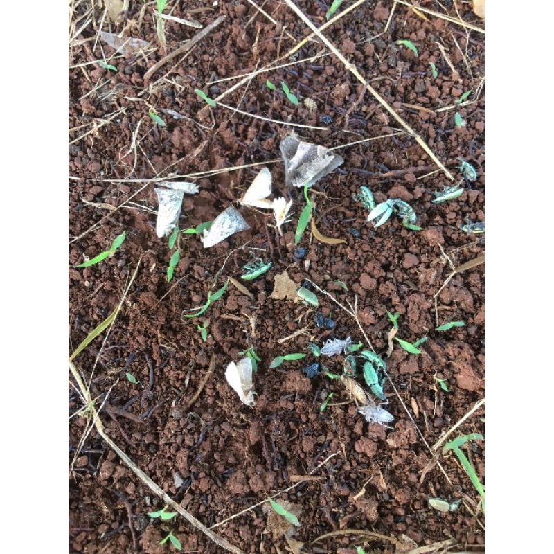 Rầy xanh Deco Acepat 95SG hàng loại 1 chuẩn Cam