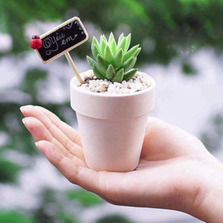 Sen Đá Mini (sen vỉ 3-5 cm)