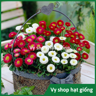 Hạt giống hoa cúc anh - Bellis mix màu gói 100 hạt