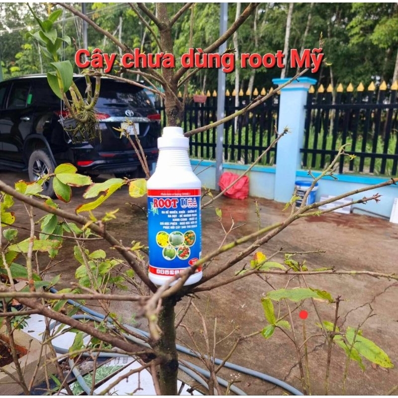Root Mỹ Chai 1lit pha 800lit nước