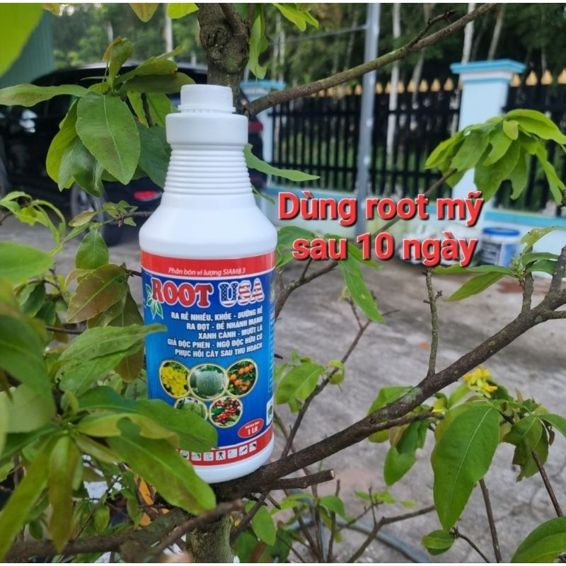 Root Mỹ Chai 1lit pha 800lit nước