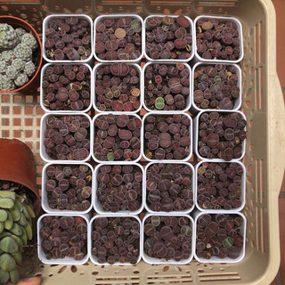 Chậu sen đá thạch lan tím (sen đá mông, lithops) size chậu 5cm