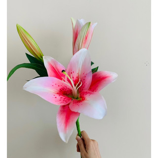 Hoa giả - Hoa ly