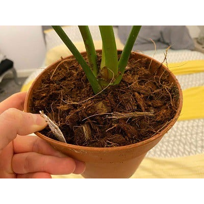 Sơ Chóp Dừa Cắt 2-3cm đã xử lý